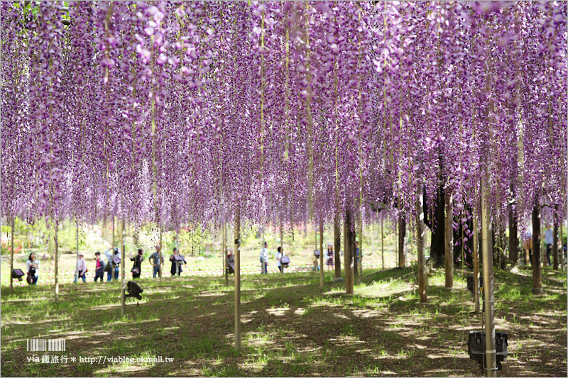 日本紫藤花》足利花卉公園（日間篇）～絕美！全球十大夢幻景點！超過三百坪「奇蹟の大藤」夢幻必賞