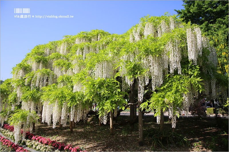 日本紫藤花》足利花卉公園（日間篇）～絕美！全球十大夢幻景點！超過三百坪「奇蹟の大藤」夢幻必賞