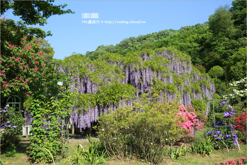 日本紫藤花》足利花卉公園（日間篇）～絕美！全球十大夢幻景點！超過三百坪「奇蹟の大藤」夢幻必賞