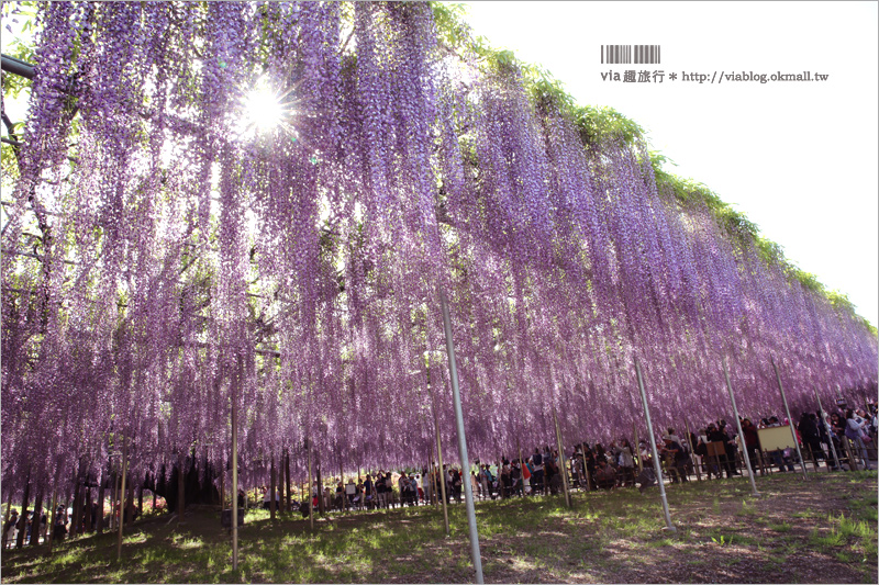 日本紫藤花》足利花卉公園（日間篇）～絕美！全球十大夢幻景點！超過三百坪「奇蹟の大藤」夢幻必賞