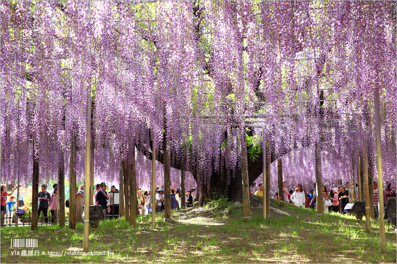 日本紫藤花》足利花卉公園（日間篇）～絕美！全球十大夢幻景點！超過三百坪「奇蹟の大藤」夢幻必賞