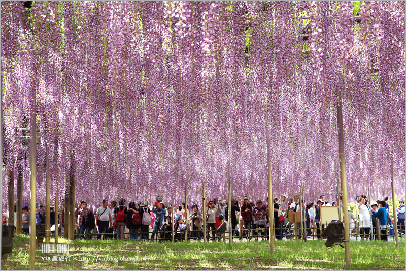 日本紫藤花》足利花卉公園（日間篇）～絕美！全球十大夢幻景點！超過三百坪「奇蹟の大藤」夢幻必賞