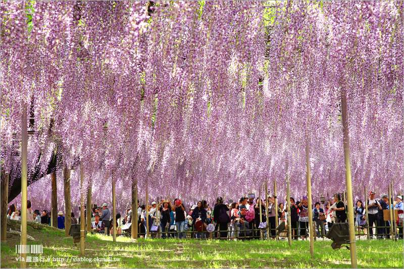 日本紫藤花》足利花卉公園（日間篇）～絕美！全球十大夢幻景點！超過三百坪「奇蹟の大藤」夢幻必賞