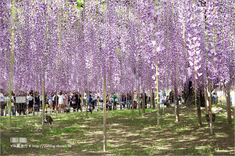 日本紫藤花》足利花卉公園（日間篇）～絕美！全球十大夢幻景點！超過三百坪「奇蹟の大藤」夢幻必賞