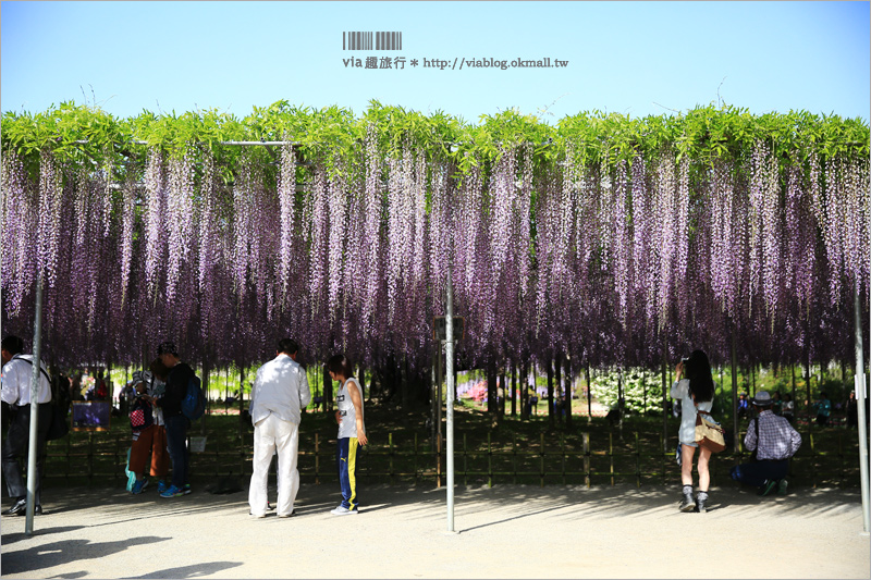 日本紫藤花》足利花卉公園（日間篇）～絕美！全球十大夢幻景點！超過三百坪「奇蹟の大藤」夢幻必賞