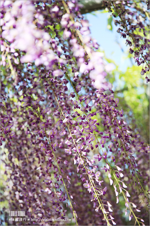 日本紫藤花》足利花卉公園（日間篇）～絕美！全球十大夢幻景點！超過三百坪「奇蹟の大藤」夢幻必賞