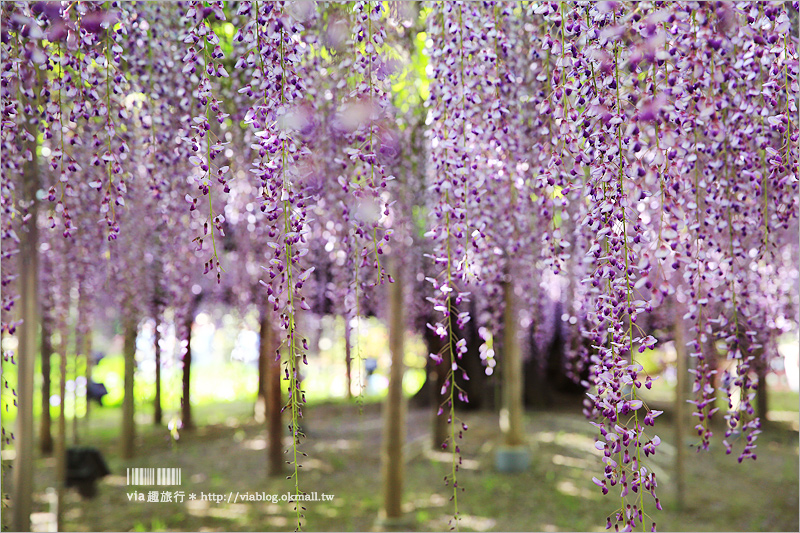 日本紫藤花》足利花卉公園（日間篇）～絕美！全球十大夢幻景點！超過三百坪「奇蹟の大藤」夢幻必賞