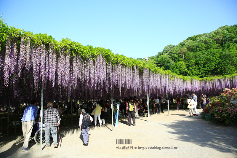 日本紫藤花》足利花卉公園（日間篇）～絕美！全球十大夢幻景點！超過三百坪「奇蹟の大藤」夢幻必賞