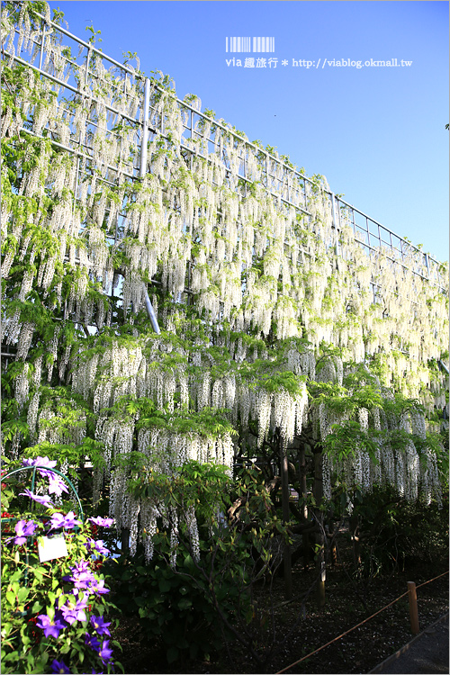 日本紫藤花》足利花卉公園（日間篇）～絕美！全球十大夢幻景點！超過三百坪「奇蹟の大藤」夢幻必賞