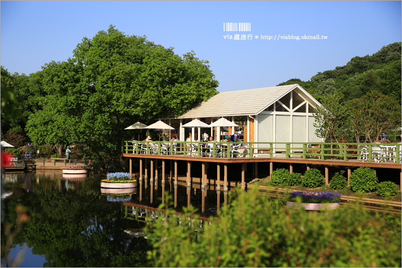 日本紫藤花》足利花卉公園（日間篇）～絕美！全球十大夢幻景點！超過三百坪「奇蹟の大藤」夢幻必賞