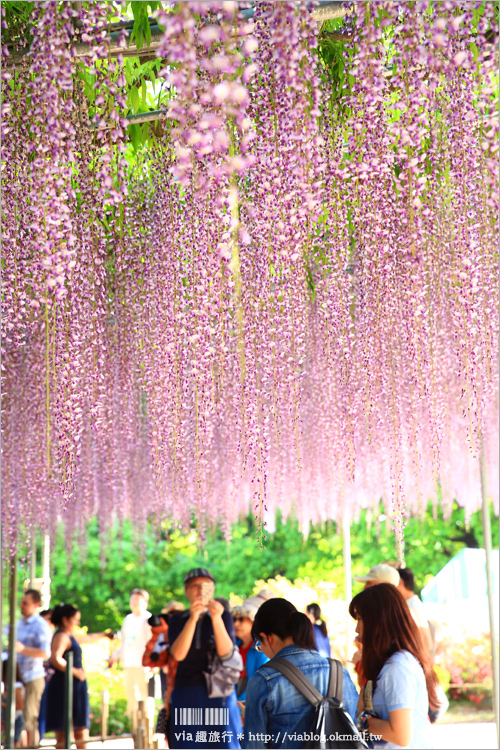 日本紫藤花》足利花卉公園（日間篇）～絕美！全球十大夢幻景點！超過三百坪「奇蹟の大藤」夢幻必賞