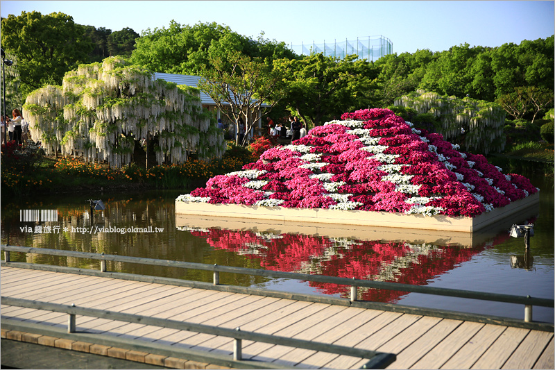 日本紫藤花》足利花卉公園（日間篇）～絕美！全球十大夢幻景點！超過三百坪「奇蹟の大藤」夢幻必賞