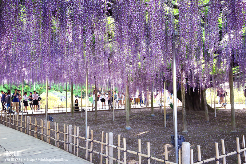 日本紫藤花》足利花卉公園（日間篇）～絕美！全球十大夢幻景點！超過三百坪「奇蹟の大藤」夢幻必賞