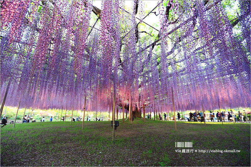 日本紫藤花》足利花卉公園（日間篇）～絕美！全球十大夢幻景點！超過三百坪「奇蹟の大藤」夢幻必賞