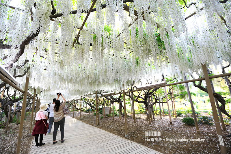 日本紫藤花》足利花卉公園（日間篇）～絕美！全球十大夢幻景點！超過三百坪「奇蹟の大藤」夢幻必賞