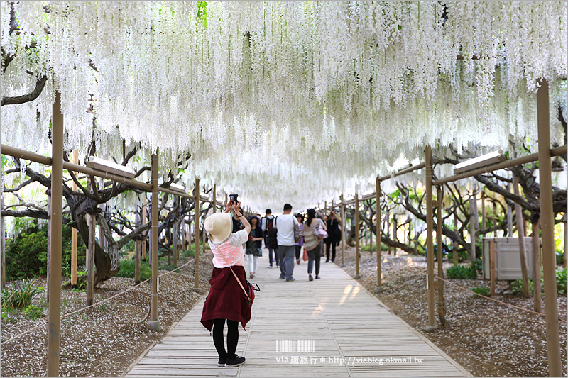 日本紫藤花》足利花卉公園（日間篇）～絕美！全球十大夢幻景點！超過三百坪「奇蹟の大藤」夢幻必賞