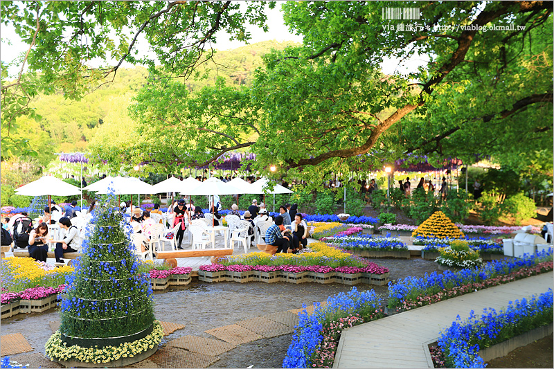 日本紫藤花》足利花卉公園（日間篇）～絕美！全球十大夢幻景點！超過三百坪「奇蹟の大藤」夢幻必賞