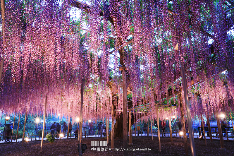 日本紫藤花》足利花卉公園（日間篇）～絕美！全球十大夢幻景點！超過三百坪「奇蹟の大藤」夢幻必賞