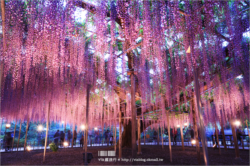 足利紫藤公園（夜景篇）》足利紫藤一日遊～夜晚更浪漫！紫藤滿開日夜雙景全記錄！