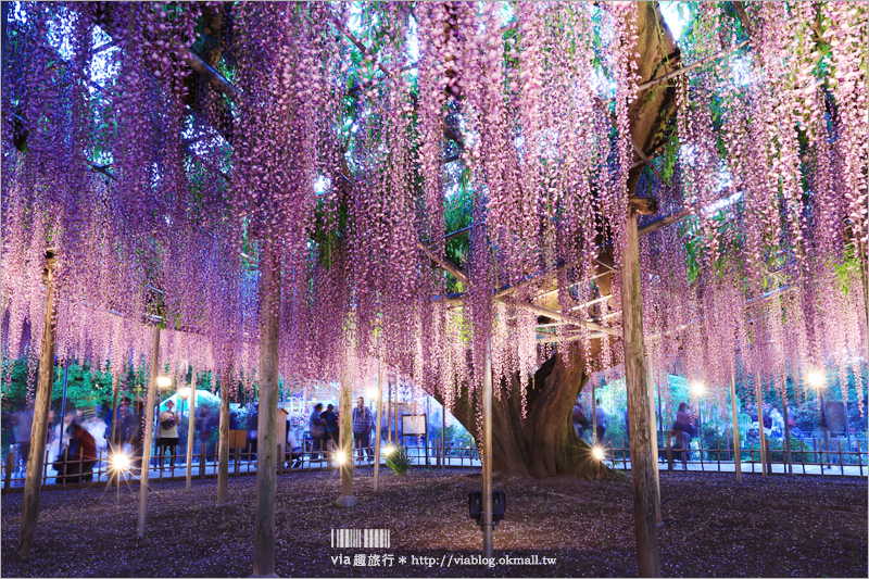 足利紫藤公園（夜景篇）》足利紫藤一日遊～夜晚更浪漫！紫藤滿開日夜雙景全記錄！