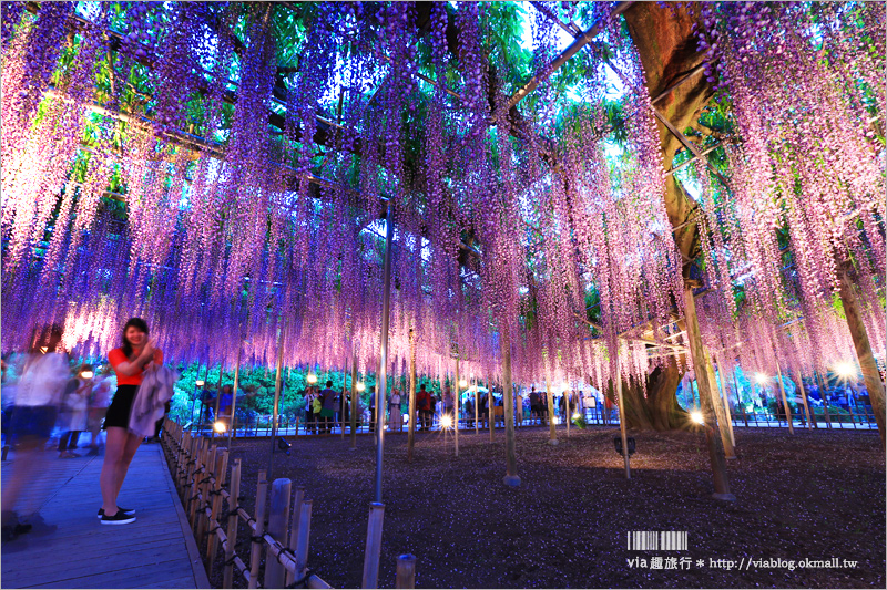 足利紫藤公園（夜景篇）》足利紫藤一日遊～夜晚更浪漫！紫藤滿開日夜雙景全記錄！