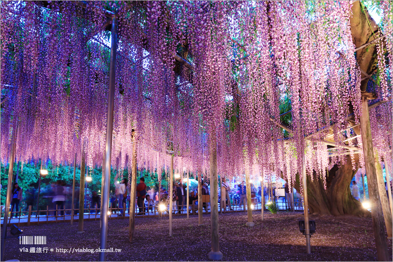 足利紫藤公園（夜景篇）》足利紫藤一日遊～夜晚更浪漫！紫藤滿開日夜雙景全記錄！