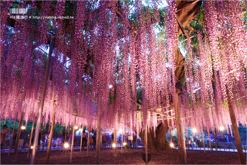 足利紫藤公園（夜景篇）》足利紫藤一日遊～夜晚更浪漫！紫藤滿開日夜雙景全記錄！