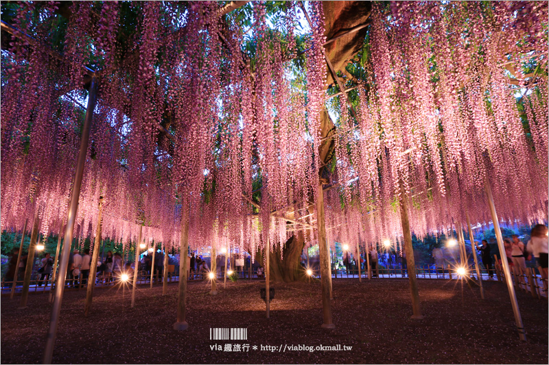 足利紫藤公園（夜景篇）》足利紫藤一日遊～夜晚更浪漫！紫藤滿開日夜雙景全記錄！