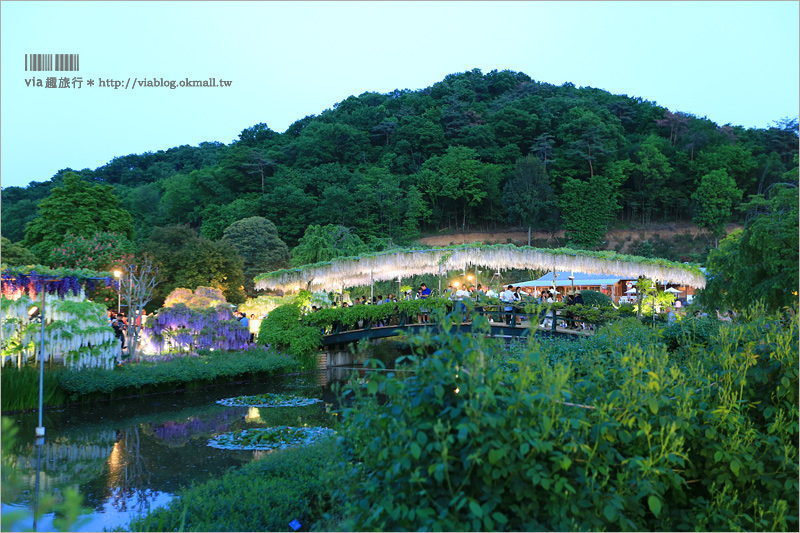 足利紫藤公園（夜景篇）》足利紫藤一日遊～夜晚更浪漫！紫藤滿開日夜雙景全記錄！