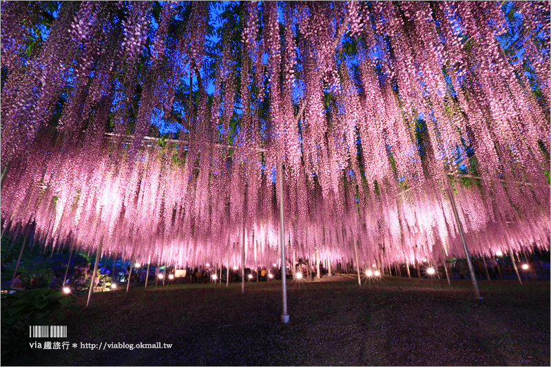 足利紫藤公園（夜景篇）》足利紫藤一日遊～夜晚更浪漫！紫藤滿開日夜雙景全記錄！