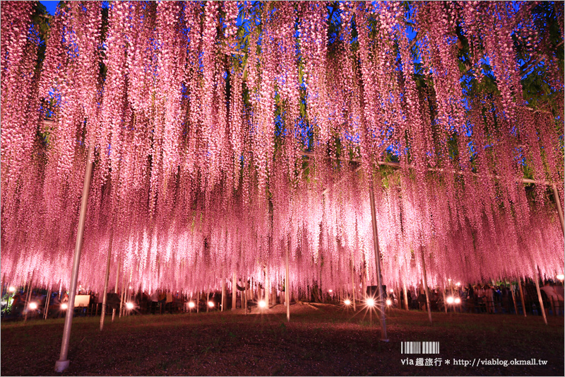 足利紫藤公園（夜景篇）》足利紫藤一日遊～夜晚更浪漫！紫藤滿開日夜雙景全記錄！