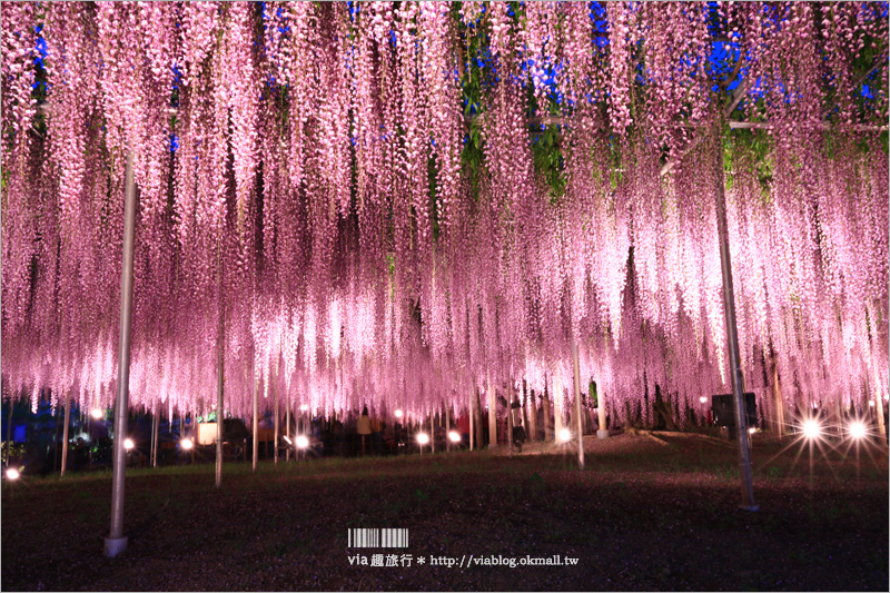 足利紫藤公園（夜景篇）》足利紫藤一日遊～夜晚更浪漫！紫藤滿開日夜雙景全記錄！