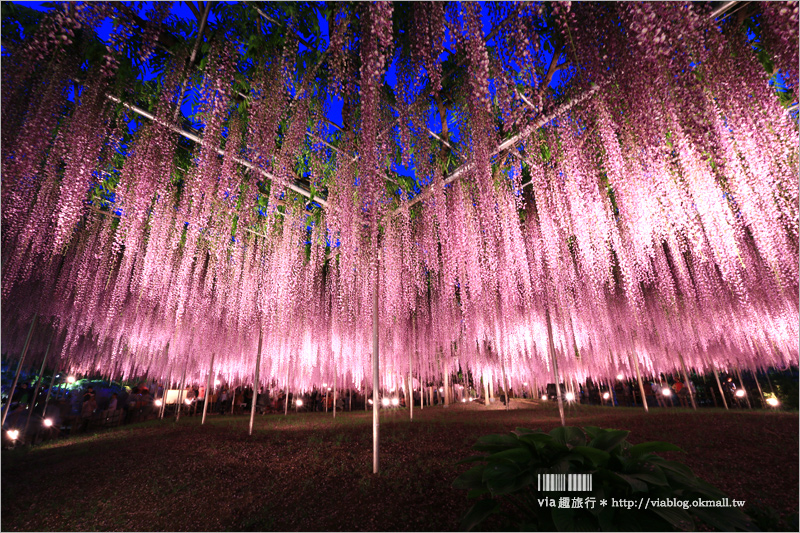 足利紫藤公園（夜景篇）》足利紫藤一日遊～夜晚更浪漫！紫藤滿開日夜雙景全記錄！