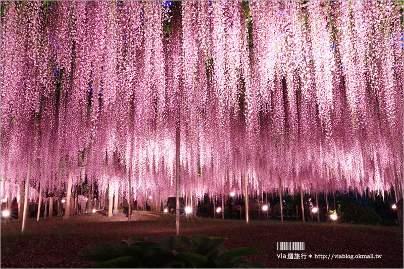 足利紫藤公園（夜景篇）》足利紫藤一日遊～夜晚更浪漫！紫藤滿開日夜雙景全記錄！