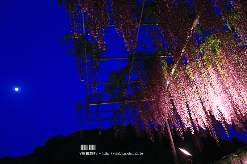 足利紫藤公園（夜景篇）》足利紫藤一日遊～夜晚更浪漫！紫藤滿開日夜雙景全記錄！