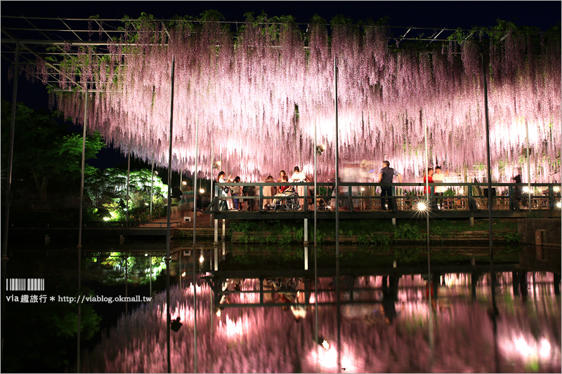 足利紫藤公園（夜景篇）》足利紫藤一日遊～夜晚更浪漫！紫藤滿開日夜雙景全記錄！