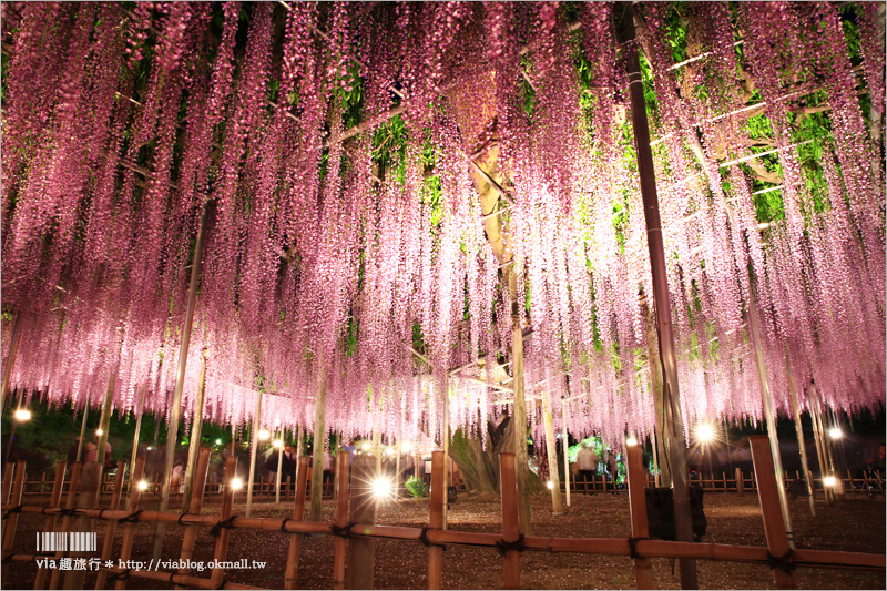 足利紫藤公園（夜景篇）》足利紫藤一日遊～夜晚更浪漫！紫藤滿開日夜雙景全記錄！