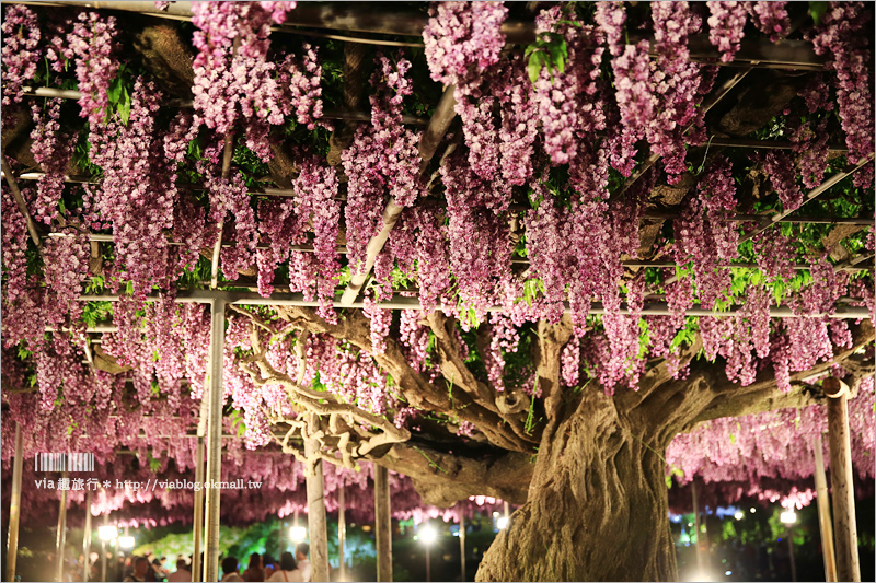 足利紫藤公園（夜景篇）》足利紫藤一日遊～夜晚更浪漫！紫藤滿開日夜雙景全記錄！