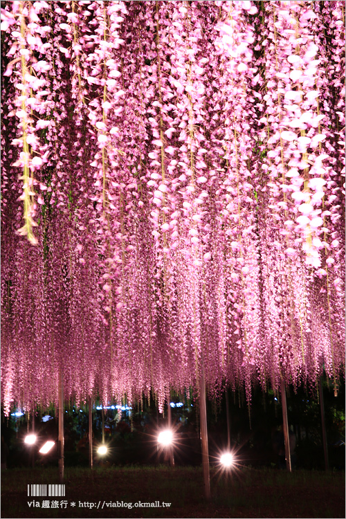 足利紫藤公園（夜景篇）》足利紫藤一日遊～夜晚更浪漫！紫藤滿開日夜雙景全記錄！