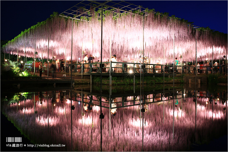 足利紫藤公園（夜景篇）》足利紫藤一日遊～夜晚更浪漫！紫藤滿開日夜雙景全記錄！