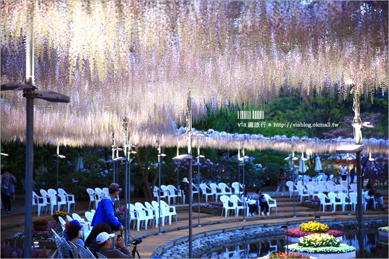 足利紫藤公園（夜景篇）》足利紫藤一日遊～夜晚更浪漫！紫藤滿開日夜雙景全記錄！