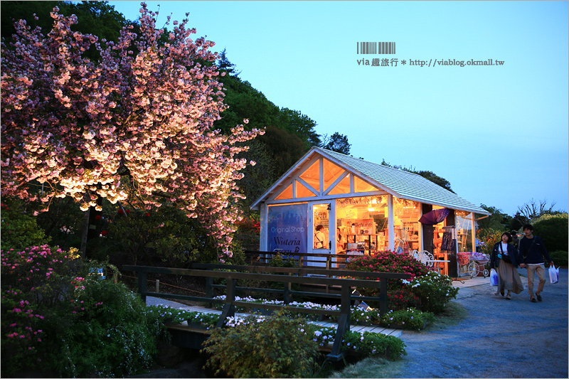 足利紫藤公園（夜景篇）》足利紫藤一日遊～夜晚更浪漫！紫藤滿開日夜雙景全記錄！