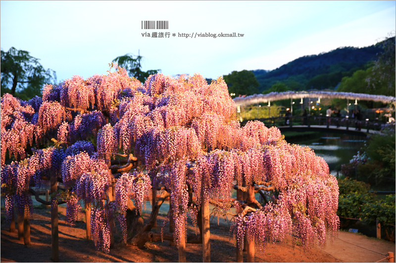 足利紫藤公園（夜景篇）》足利紫藤一日遊～夜晚更浪漫！紫藤滿開日夜雙景全記錄！