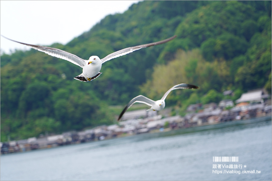 京都必遊景點》伊根舟屋～來去海上舟屋感受海之京都魅力‧船上餵食秀好特別又刺激！