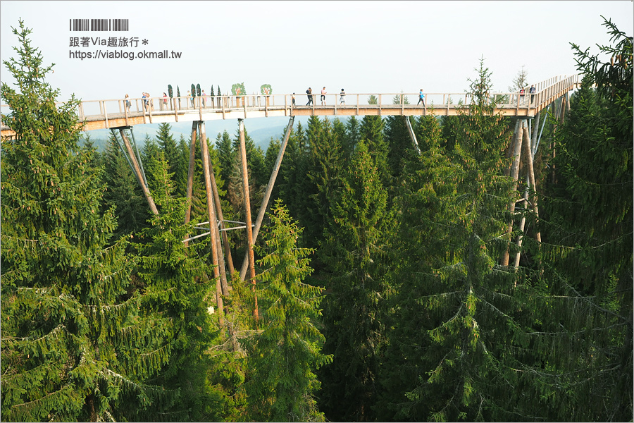 斯洛伐克自由行》Treetop walk Bachledka～森林中樹頂步道，挑戰心臟之餘又有美景相伴的新景點！