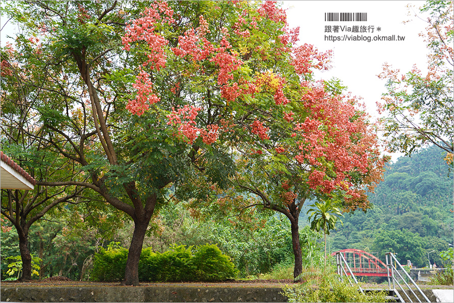 竹山景點》台灣欒樹小秘境～東埔蚋溪畔自行車道秋意濃！欒樹換上繽紛秋裝～一起賞花趣！