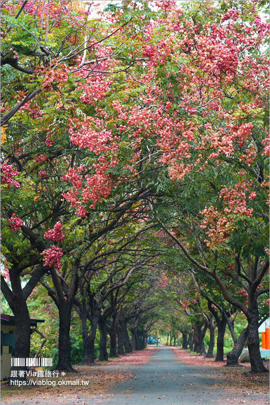 竹山景點》台灣欒樹小秘境～東埔蚋溪畔自行車道秋意濃！欒樹換上繽紛秋裝～一起賞花趣！