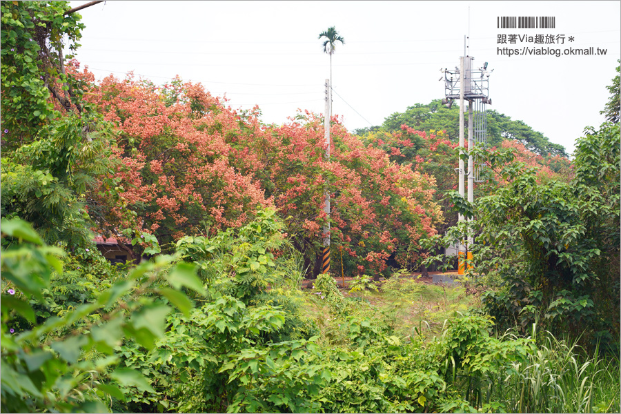 竹山景點》台灣欒樹小秘境～東埔蚋溪畔自行車道秋意濃！欒樹換上繽紛秋裝～一起賞花趣！