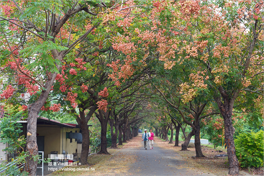 竹山景點》台灣欒樹小秘境～東埔蚋溪畔自行車道秋意濃！欒樹換上繽紛秋裝～一起賞花趣！