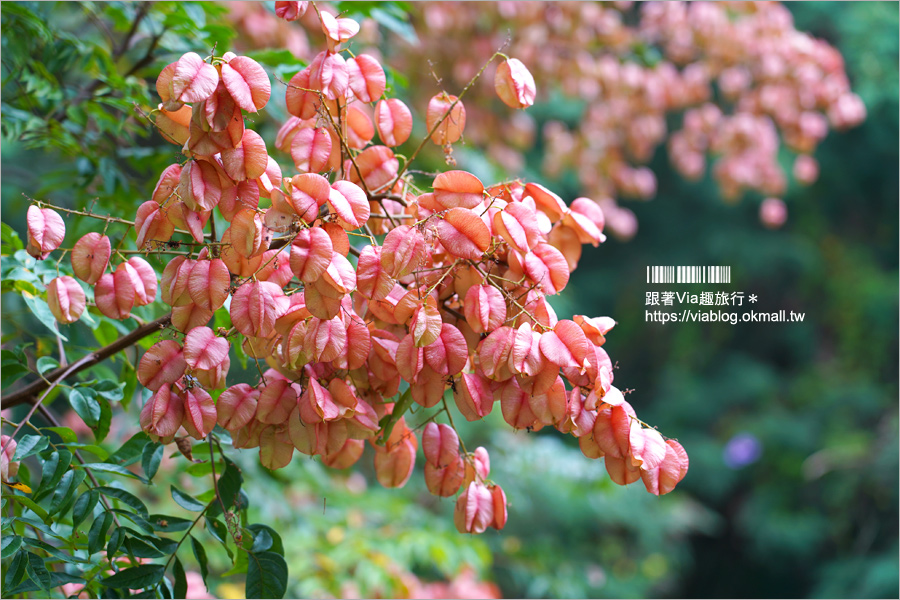 竹山景點》台灣欒樹小秘境～東埔蚋溪畔自行車道秋意濃！欒樹換上繽紛秋裝～一起賞花趣！